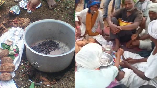 सांपों को जंगल में छोड़ा गया, ग्रामीणों ने कही ये बात