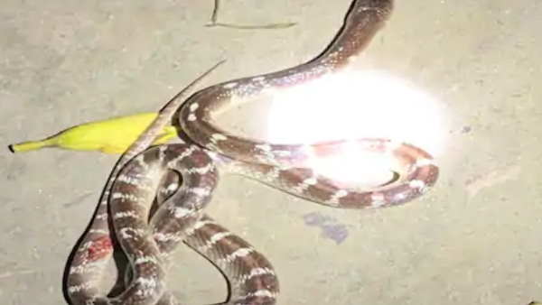 सोते वक्त पैर में लिपटा सांप