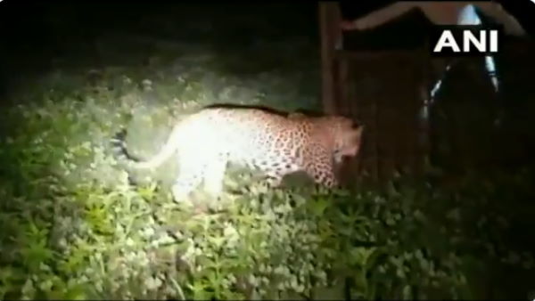 Madhya Pradesh Forest Ranger rescue leopard in indore video