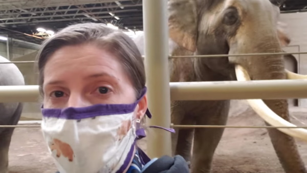 योग करते हाथी का वीडियो वायरल