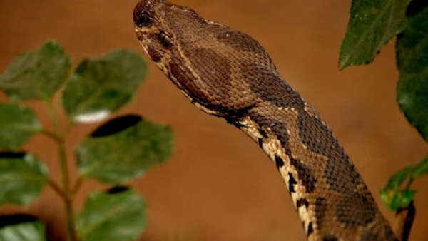 अस्पताल में चल रहा है इलाज