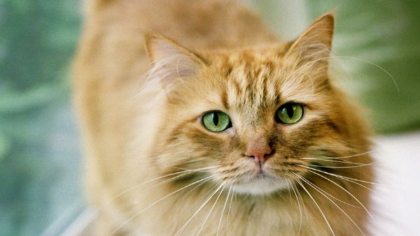 पति ने सुलझाई गुत्थी