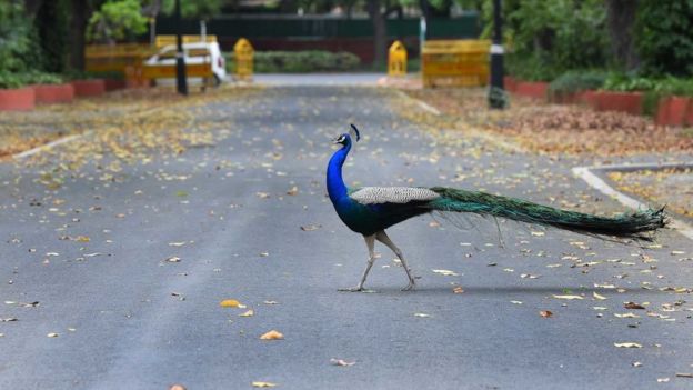 एपीजे अब्दुल कलाम को क्यों कहा जाता था जनता का राष्ट्रपति?