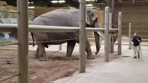 इंटरनेट पर छाया वीडियो