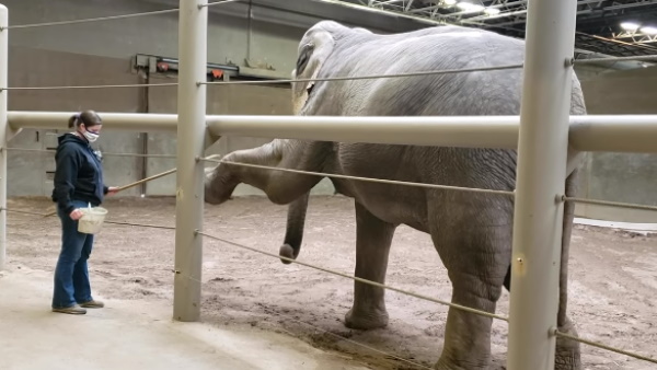 'वाकई में कमाल का हाथी है'