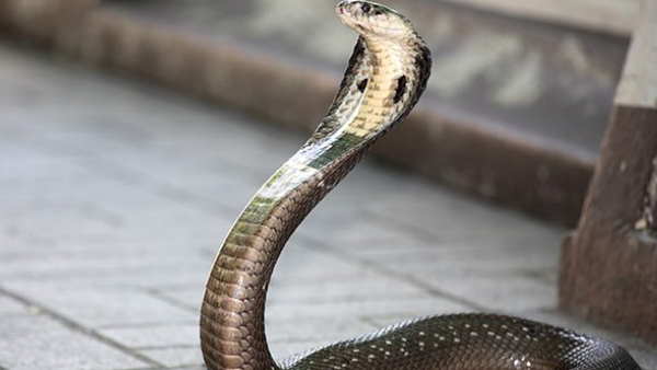 सांप को युवक ने मार डाला
