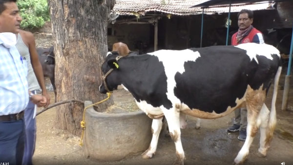  चार सौ कर्मचारी जुटे पशुओं की टेगिंग करने में