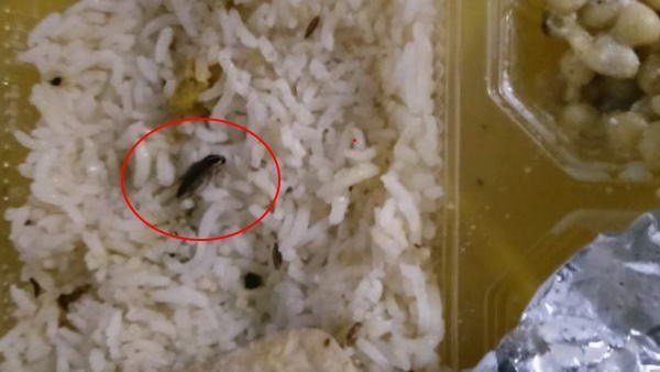 डॉक्टरों के भोजन में दिखा कॉक्रोच