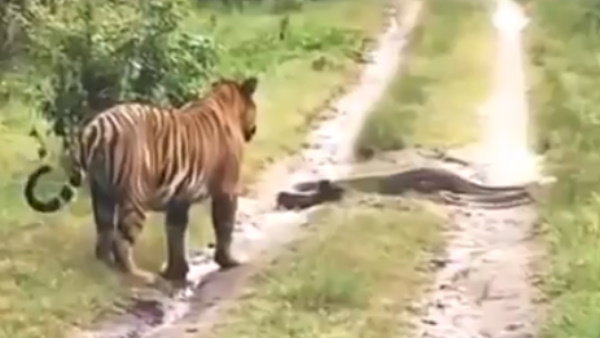 अजगर को देख बाघ की हालत खराब
