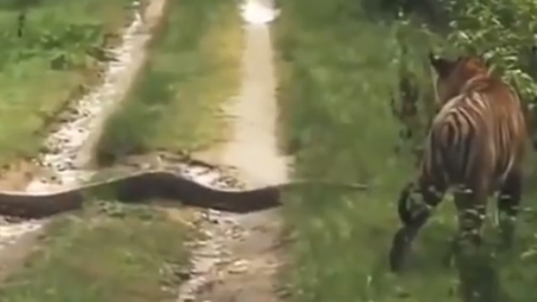 बाघ ने नहीं लिया अजगर से पंगा