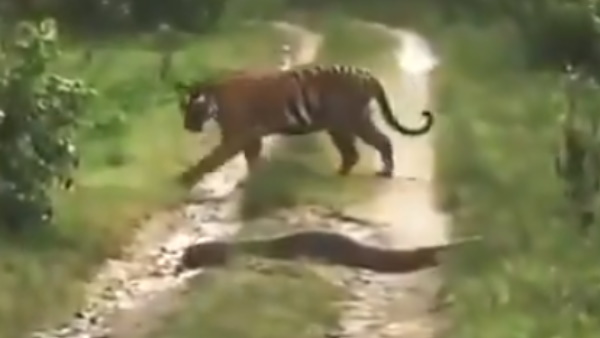 जंगल के राजा के सामने आया अजगर