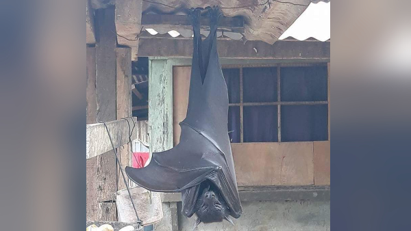 इंटरनेट पर छाया इंसानों जितना बड़ा चमगादड़