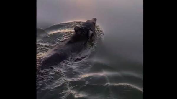 भालू के बच्चे को परेशानी में देखा