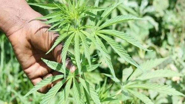 अस्पताल में कराना पड़ा भर्ती