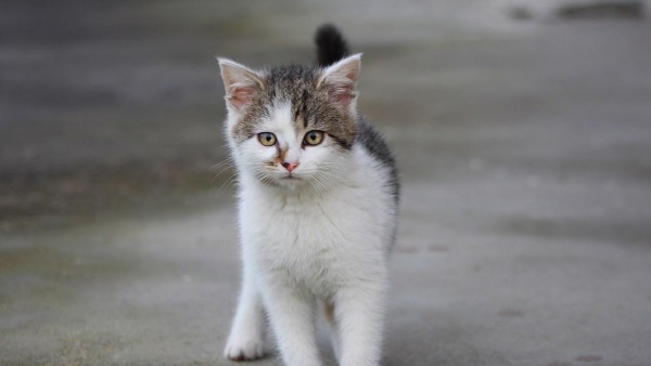 खिड़की का सहारा लेकर बिल्ली को किया रेस्क्यू