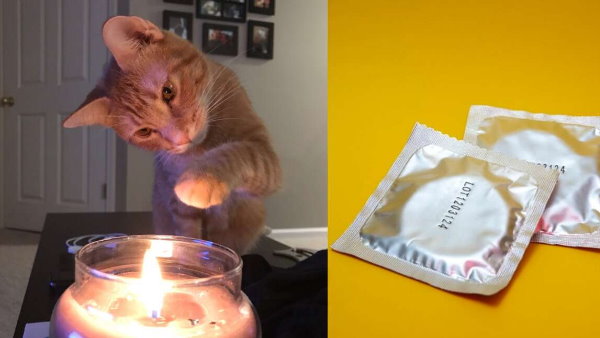  क्यू-टिप्स के बॉक्स पर बिल्ली का हमला