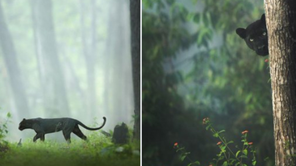 वन्यजीव फोटोग्राफी का नायाब नमूना है ये तस्वीर