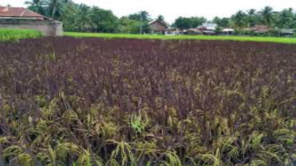 112 किसान 250 एकड़ में कर रहे ब्लैक राइस की खेती 112 किसान 250 एकड़ में कर रहे ब्लैक राइस की खेती