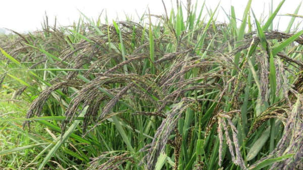 हर सहयोग कर रहा कृषि विभाग हर सहयोग कर रहा कृषि विभाग