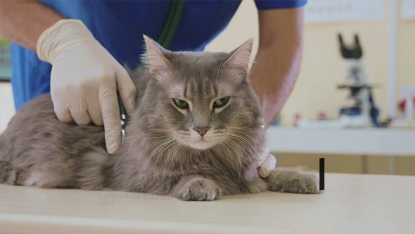 ब्रिटिश पशु चिकित्सा संघ ने पालतू जानवरों के मालिकों के लिए सलाह दी है 