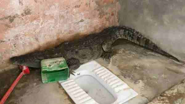 पांच फीच लंबा था मगरमच्छ