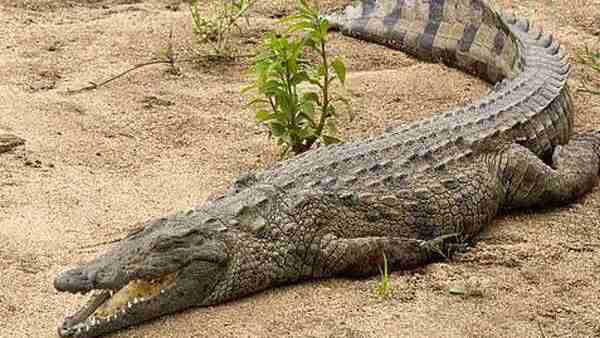 मगरमच्छ देखकर उड़ गए होश