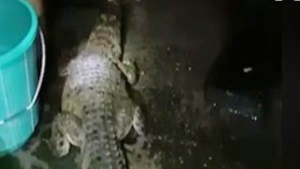 वन विभाग की टीम मदद के लिए आई वन विभाग की टीम मदद के लिए आई