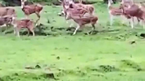 26 हजार से ज्यादा बार देखा गया वीडियो