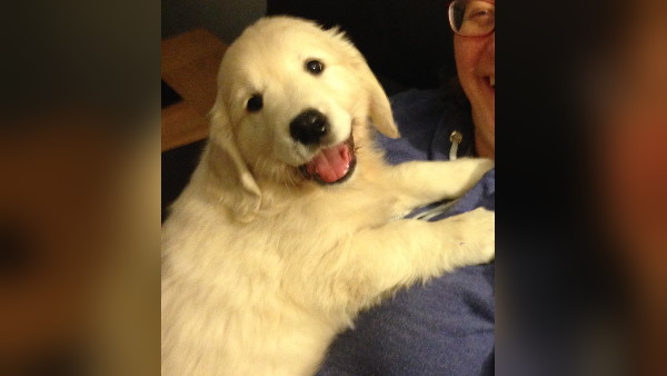 कुत्ते को बचाने के लिए खुद भीगता रहा सिक्योरिटी गार्ड