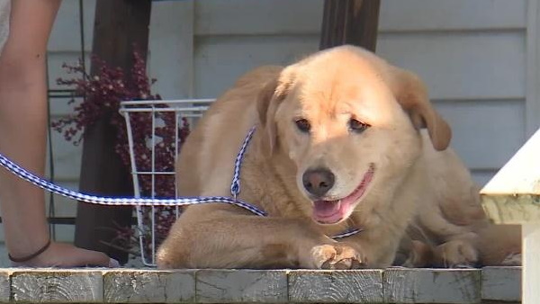 नए मकान मालिक ने डॉगी के मालिक से किया संपर्क नए मकान मालिक ने डॉगी के मालिक से किया संपर्क