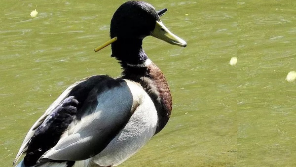 एनीमल रेस्क्यू सेंटर ने बचाई बत्तख की जान