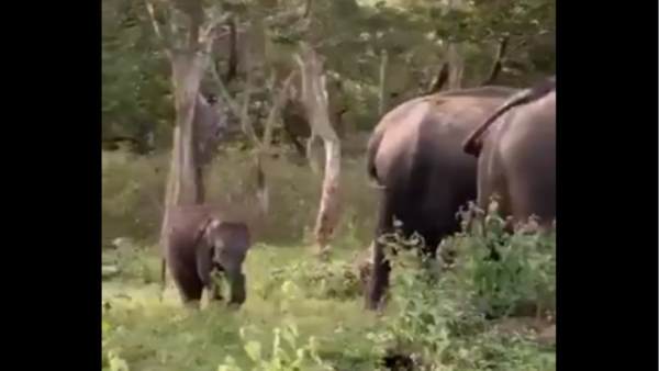 खेलते हुए जा रहे हाथी के बच्चे खेलते हुए जा रहे हाथी के बच्चे