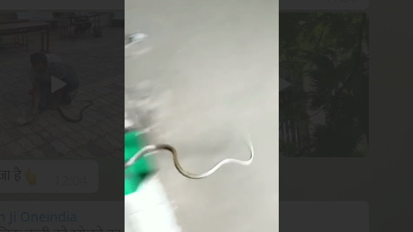 पेड़ से ऐसे गिरा जैसे उड़ने वाला हो