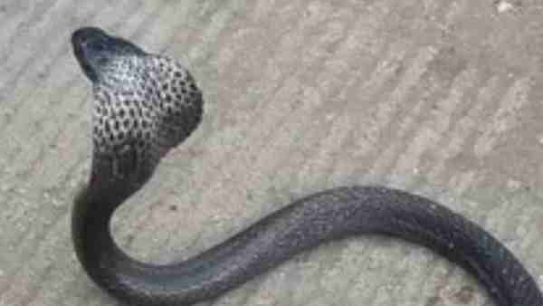 युवक को इसलिए पेट्रोल देने से किया था इंकार युवक को इसलिए पेट्रोल देने से किया था इंकार