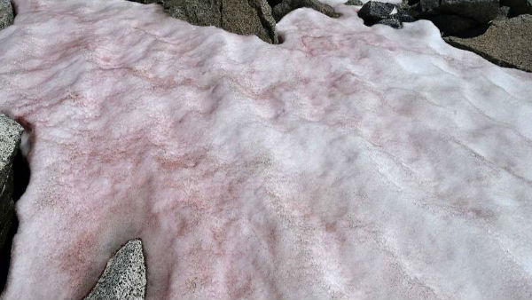 शैवाल की वजह से बदला रंग