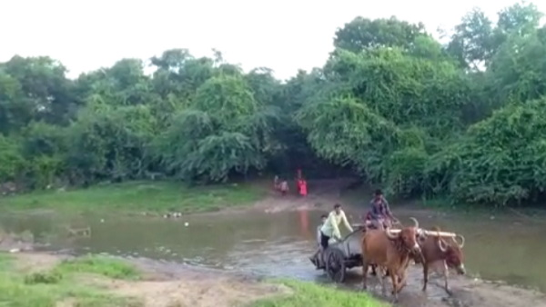 watch: pregnant lady suffering pain and cross the river by bull cart at a village of gujarat