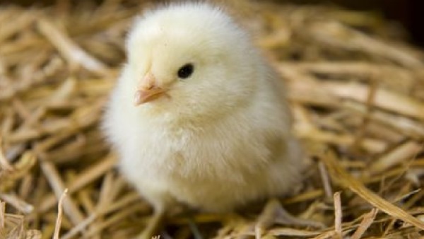 बिना मुर्गी के अंडों से निकलेंगे चूजे बिना मुर्गी के अंडों से निकलेंगे चूजे