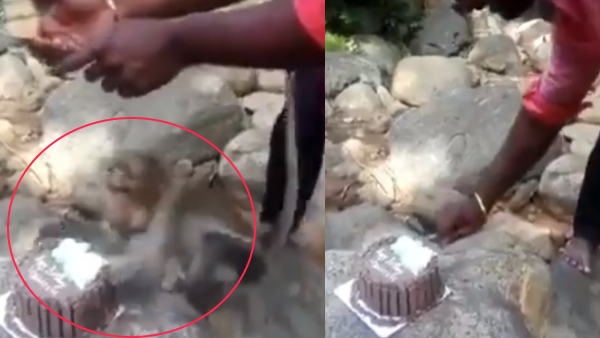 शादी की सालगिरह मनाने जंगल गया था कपल