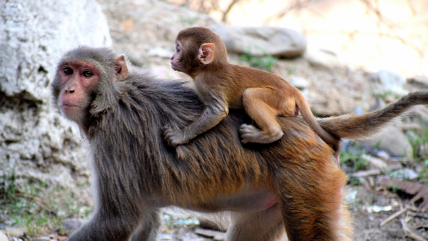 बंदर फूर्ती देख कपल हैरान