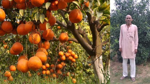 चौधरी सुमेर राव, सिंघाना झुंझुनूं