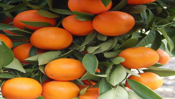 क्या होता है किन्नू?