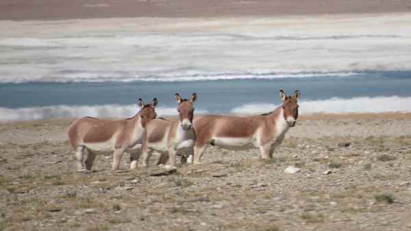 आजतक चीनी सैनिकों ने नहीं लौटाए घोड़े