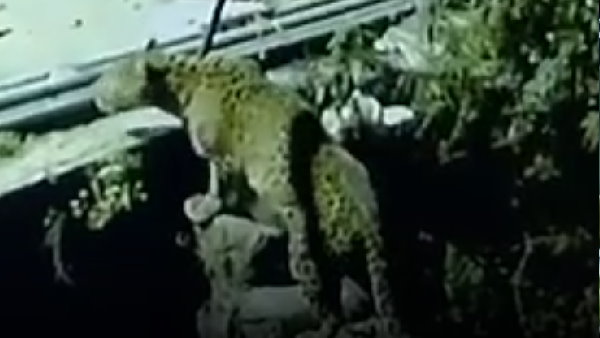 घर आकर तेंदुए ने पालतू कुत्ते को मारा