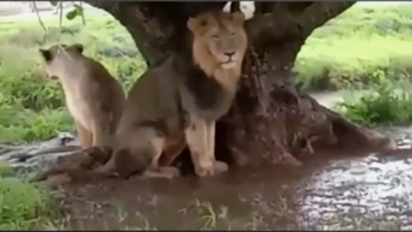 40 शेरों ने शेत्रुंजी नदी के किनारे डाला डेरा 40 शेरों ने शेत्रुंजी नदी के किनारे डाला डेरा