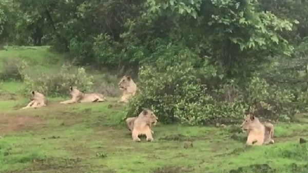 शेरों की संख्या में 29 फीसदी का इजाफा हुआ शेरों की संख्या में 29 फीसदी का इजाफा हुआ