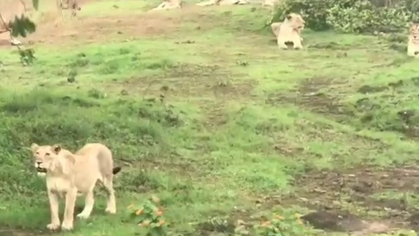 जंगल के बाहर सूखी जगह पर जुटे 14 शेर जंगल के बाहर सूखी जगह पर जुटे 14 शेर