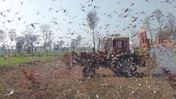 टिड्डियों ने मचा रखा है आतंक