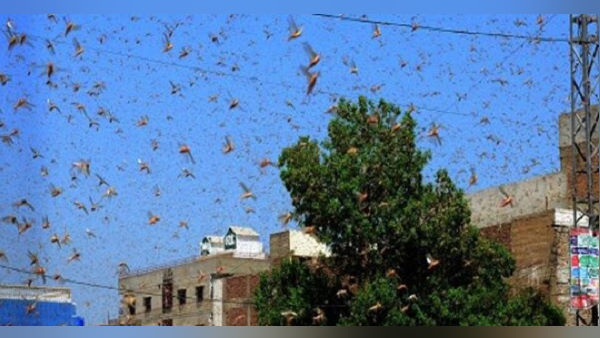 टिड्डी दल संकट से निपटने के इंतजाम किए जाएं