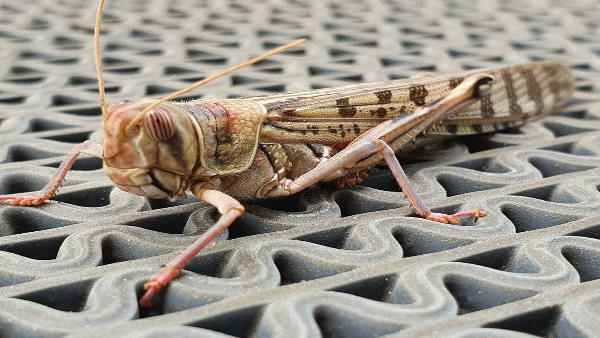  इसके क्या फायदे होते हैं?