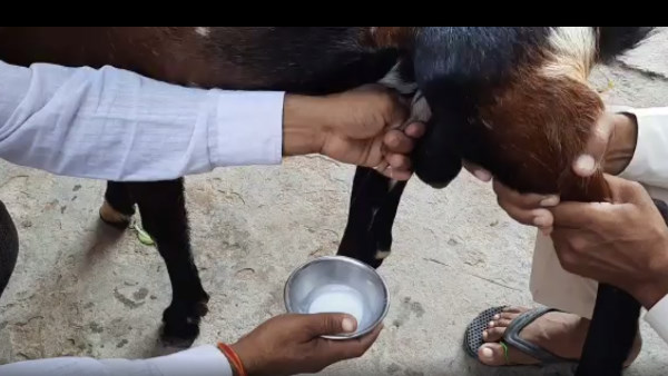 सुबह-शाम आधा लीटर दूध देता है यह बकरा